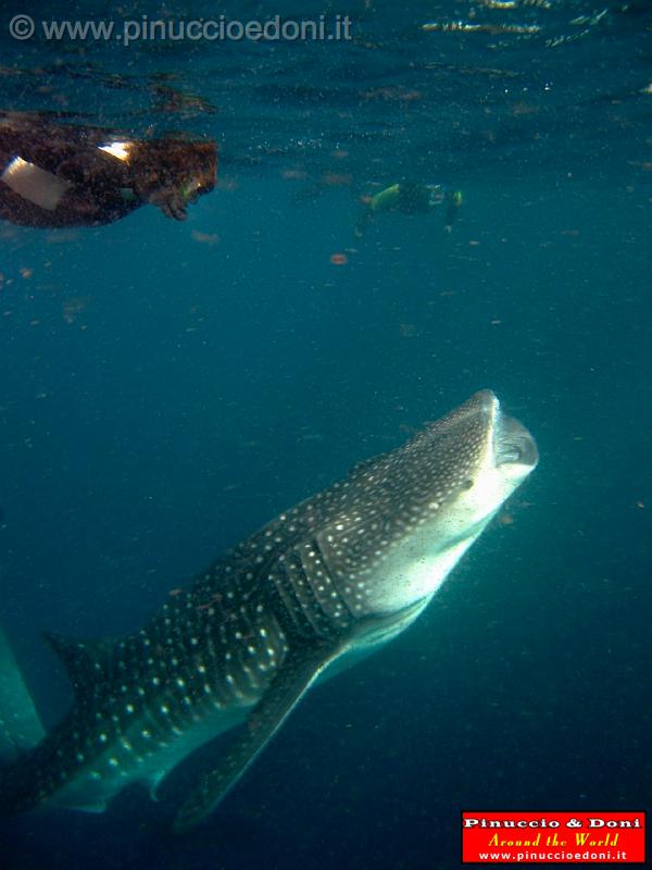 Djibouti - Whale Shark in Djibouti - 05.jpg